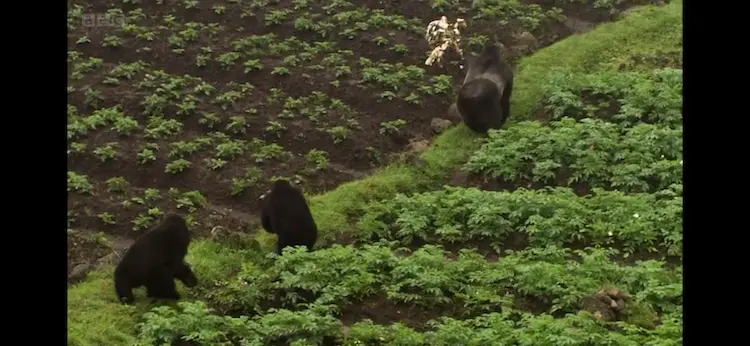 Mountain gorilla (Gorilla beringei beringei) as shown in Africa - The Future